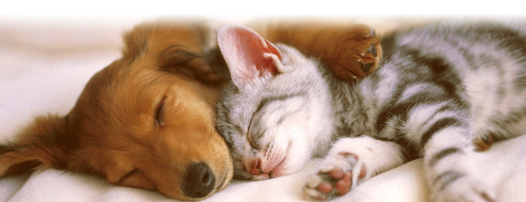 CCWG Livestock Supplies & Equestrian Centre CCWG Livestock Supplies