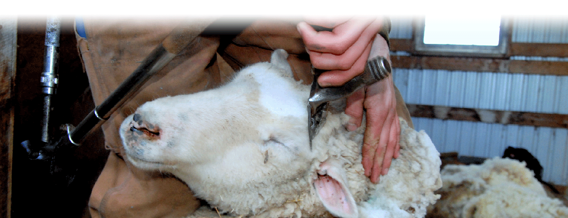 CCWG Livestock Supplies & Equestrian Centre CCWG Livestock Supplies